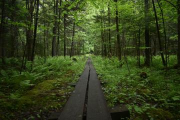 A path made out of wooden planks in the middle of a green forest.